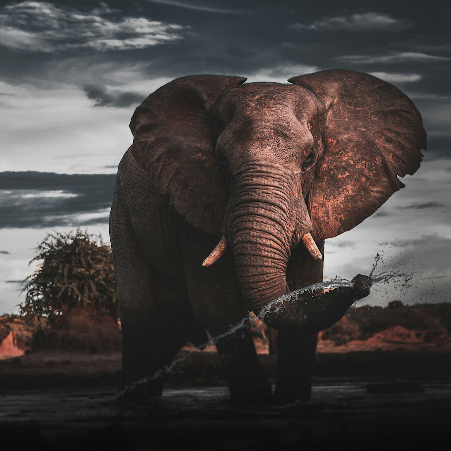 Elephant spraying water from its trunk